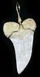 Fossil Mako Tooth Pendant - Bakersfield, CA #26098-1